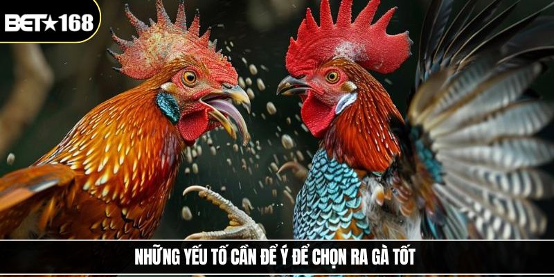 Những yếu tố cần để ý để chọn ra gà tốt