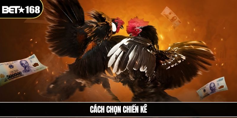 Cách Chọn Chiến Kê Hiệu Quả Từ Những Tiêu Chí Chuẩn