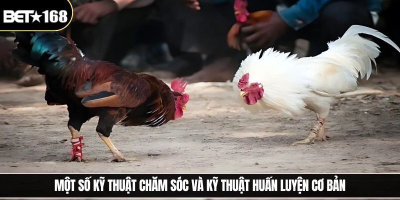 Một số kỹ thuật chăm sóc và kỹ thuật huấn luyện cơ bản