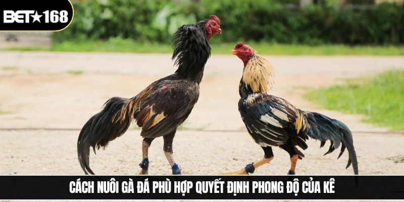 Cách nuôi gà đá phù hợp quyết định phong độ của kê