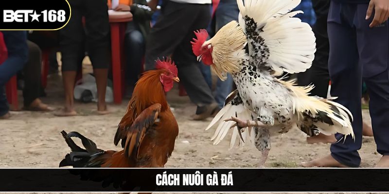 Cách Nuôi Gà Đá - Phương Pháp Hiệu Quả Cho Người Mới