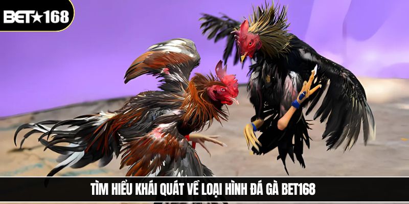 Tìm hiểu khái quát về loại hình đá gà Bet168